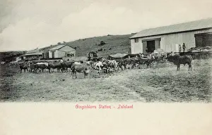 Zulu: Gingindlovu, Natal, South Africa