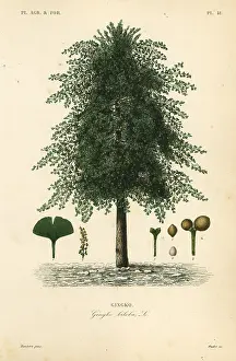 Maubert: Gingko, ginkgo or maidenhair tree, Ginkgo biloba. Endangered