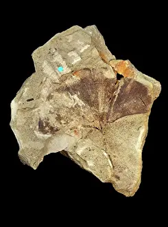Palaeogene: Ginkgo adeantoides