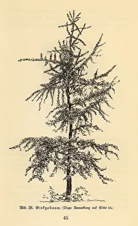 Araucaria: Ginkgo tree