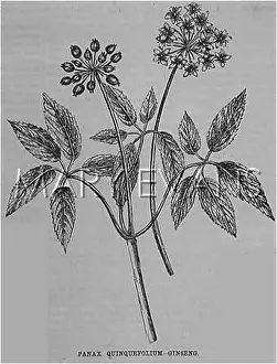 Panax: Ginseng leaves, bud and flower