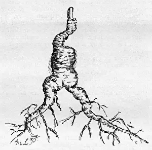 Panax: Ginseng root