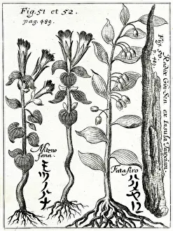 Panax: Ginseng root