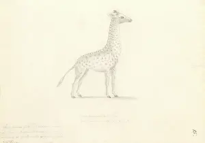 1754 1794: Giraffa camelopardalis, giraffe