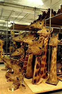 Giraffa: Giraffa camelopardalis, giraffe