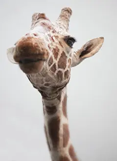 Giraffa: Giraffa camelopardalis, giraffe