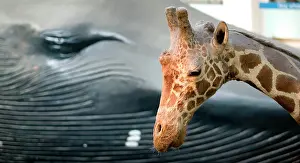 Giraffa: Giraffa camelopardalis, giraffe