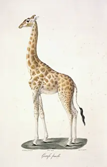 Cuvier: Giraffa camelopardalis, giraffe