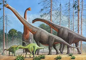 Dicraeosauridae: Giraffatitan and Dicraeosaurus dinosaurs grazing in a ?