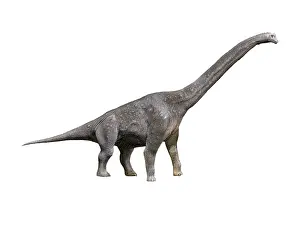 Brachiosaurus: Giraffatitan dinosaur