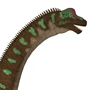 Markings: Giraffatitan dinosaur head