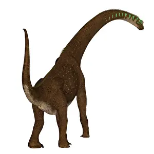 Behemoth: Giraffatitan dinosaur, rear view
