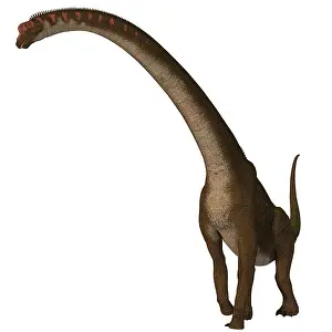 Behemoth: Giraffatitan dinosaur on white background