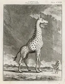 Exaggerated: GIRAFFE, 18TH CENTURY