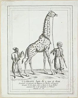 Giraffe: The giraffe at 2 years and a half