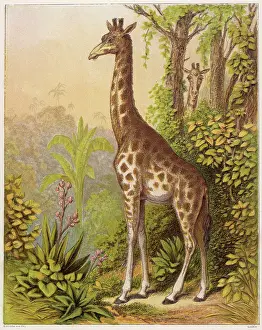 Giraffes: GIRAFFE