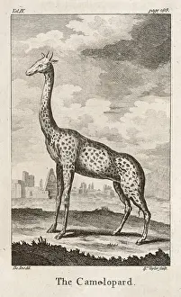 Giraffes: GIRAFFE