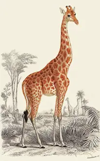 Giraffes: Giraffe