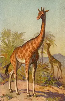 Giraffe: Giraffe