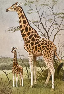 Giraffe: Giraffe
