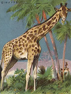 Giraffe: Giraffe