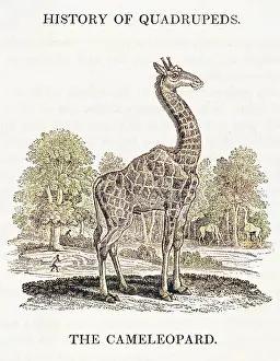 Giraffa: GIRAFFE (BEWICK)