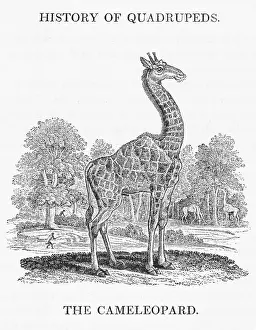 Relative: GIRAFFE (BEWICK)