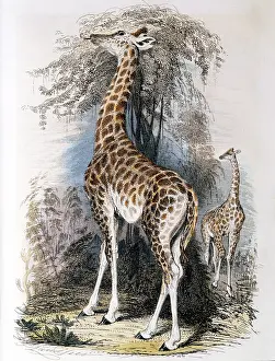Inheritance: Giraffe browsing on tree. Jean Lamarck (1744-1829)