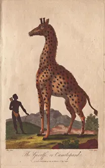 Sibly: Giraffe or camelopard, towering over a native
