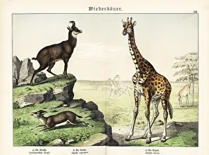 Chamois: Giraffe, chamois and gazelle