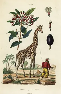 Dictionnaire: Giraffe and clove tree