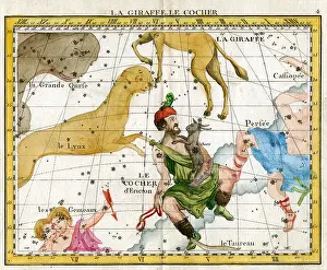 Flamsteed: Giraffe, Cocher