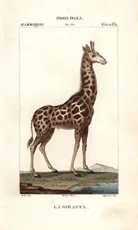 Giraffa: Giraffe, Giraffa camelopardalis
