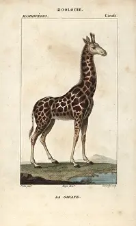 Giraffa: Giraffe, Giraffa camelopardalis