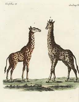 Giraffa: Giraffe, Giraffa camelopardalis