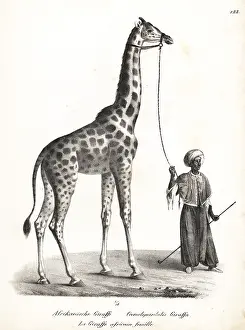 Giraffa: Giraffe, Giraffa camelopardalis