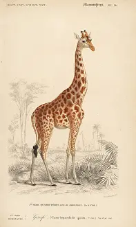 Giraffa: Giraffe, Giraffa camelopardalis