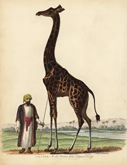 Smellie: Giraffe, Giraffa camelopardalis