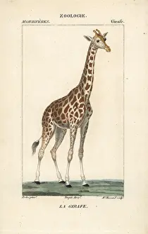 Giraffa: Giraffe, Giraffa camelopardalis