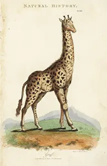 Pantologia: Giraffe, Giraffa camelopardalis
