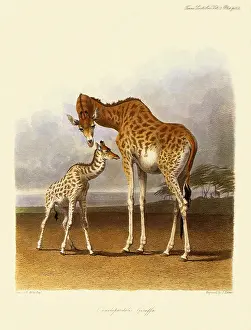 Giraffa: Giraffe, Giraffa camelopardalis
