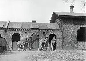 Decimus: Giraffe house