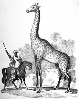 Giraffe: Giraffe. Lamarck considered the Giraffe illustrated