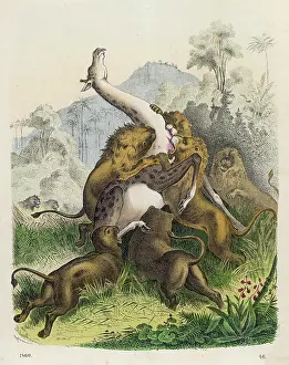 Giraffes: GIRAFFE/LIONS ATTACK
