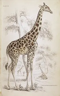 Giraffes: GIRAFFE/NAT LIBRARY 1835