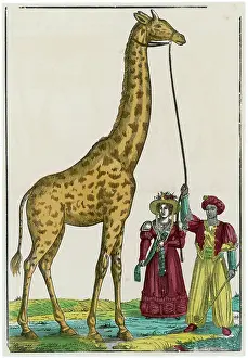 Acclimatation: GIRAFFE AT PARIS 1826