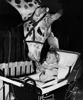 Prams: Giraffe, parrot and baby in pram