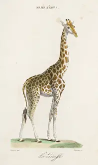 Prevost: Giraffe - Prevost - circa 1835