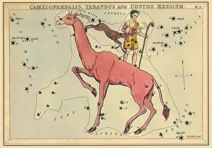 Giraffe: Giraffe, Reindeer, Boy