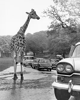 Giraffes: Giraffe in the roadway with cars